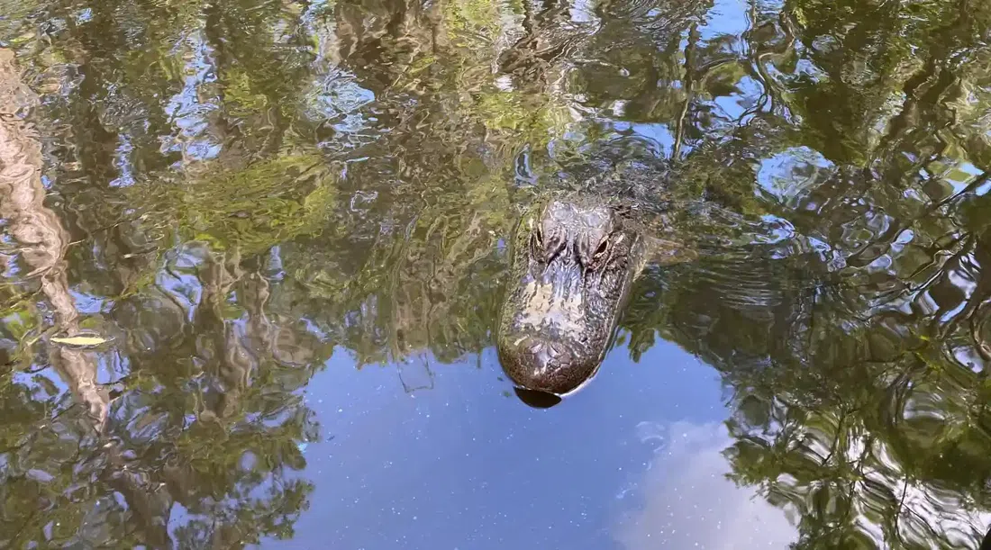 Cajun Encounters Swamp Tour (Honey Island, Slidell dock), New Orleans