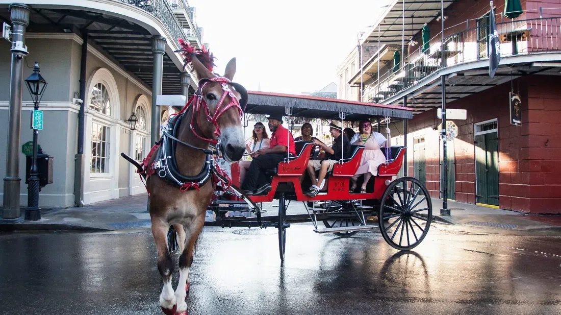 Royal Carriages, New Orleans
