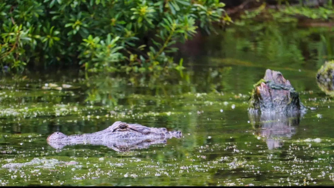 Airboat Adventures, Nueva Orleans