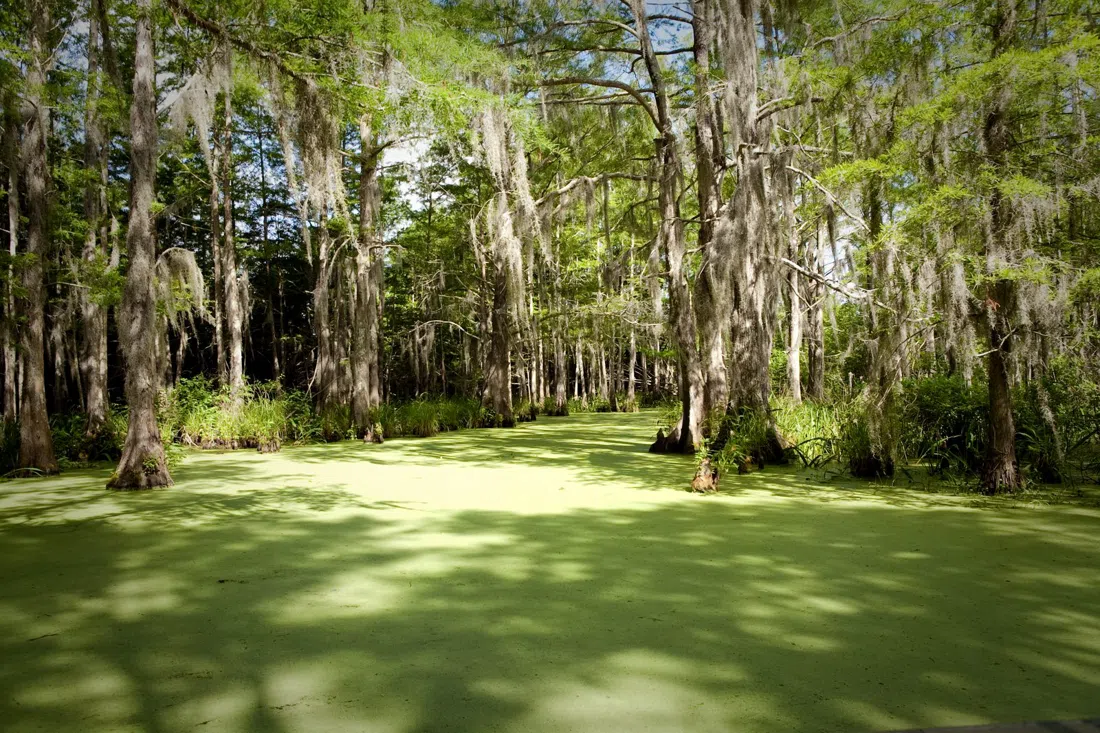 Cajun Encounters Tour Company — Honey Island Swamp, New Orleans