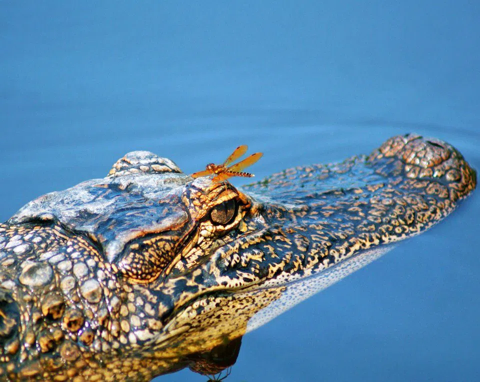 Cajun Pride Swamp Tours, Nueva Orleans